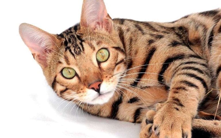 Gato Bengalí