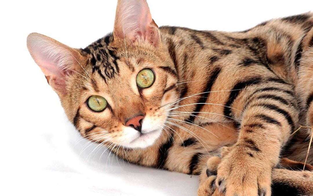 Mishu