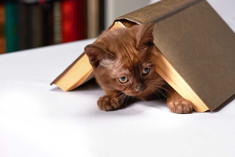 Gatito debajo de un libro