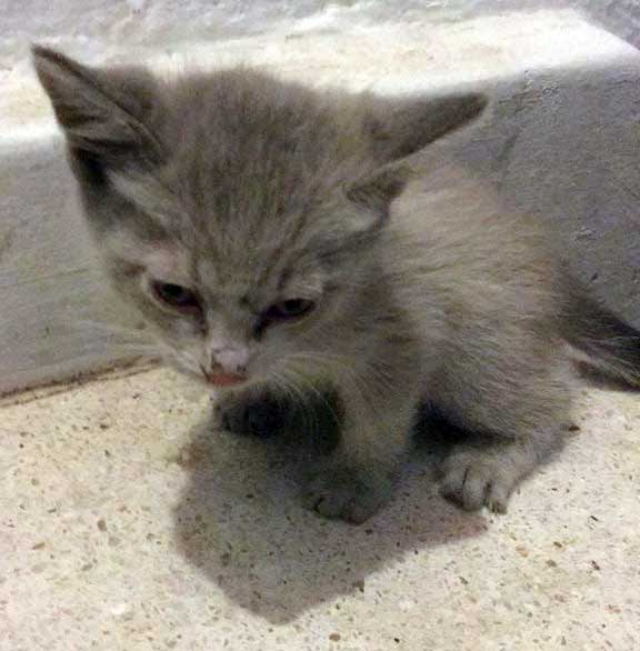 Historia del Sr. Piccoros: Gatito rescatado de morir 2 Gatito de nombre pícoros