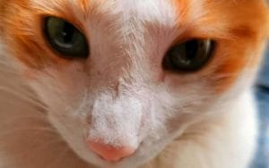 Vida y obra del gato miau