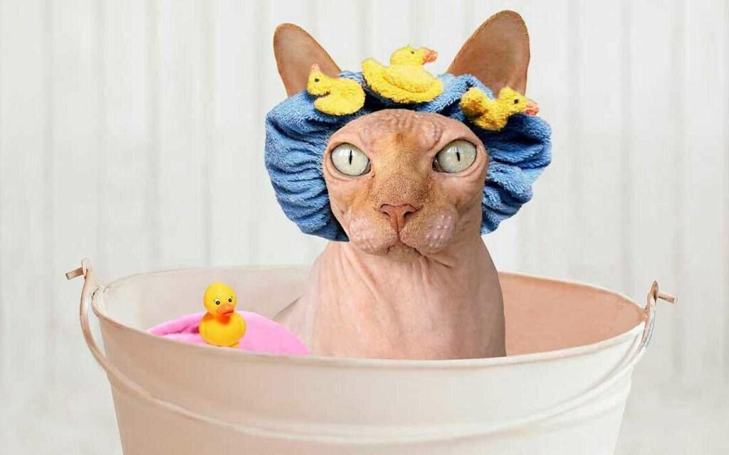 Cómo bañar a un hermoso gato
