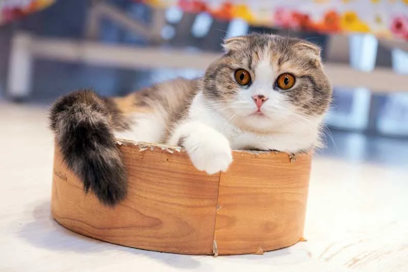Gato Munchkin curioso