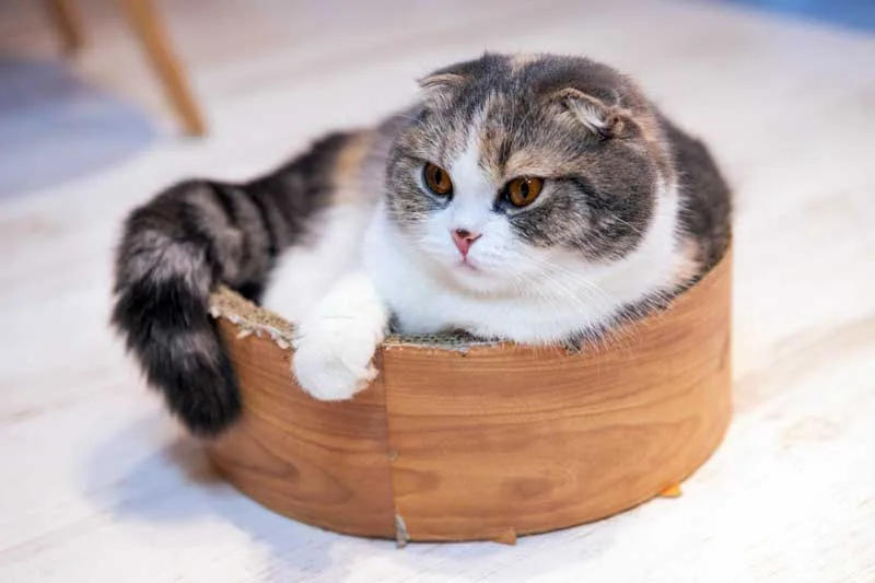 Gato Munchkin en su cama