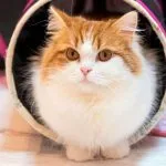GatoMunchkin, dentro de un juego