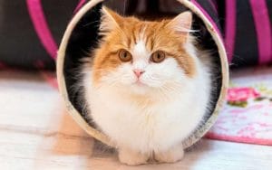 GatoMunchkin, dentro de un juego