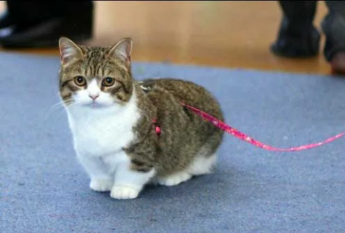 Gato Munchkin pequeño