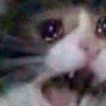 Pelea de gatos recrea Rey León