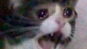 Pelea de gatos recrea Rey León