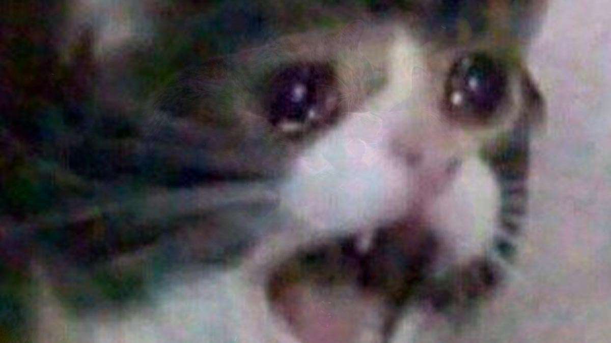 Gatos peleando recrean épica pelea del Rey León 1 Pelea de gatos recrea Rey León