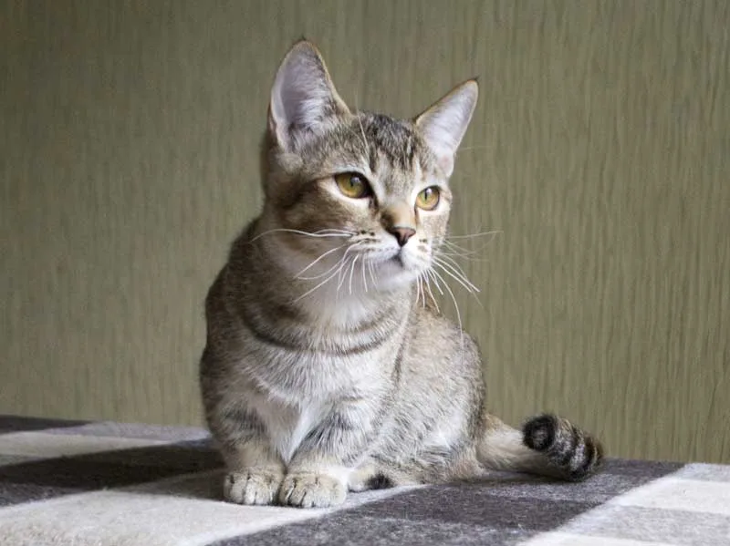 Pequeño Gato Munchkin echado