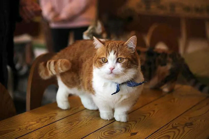 Gato Munchkin arriba de la mesa