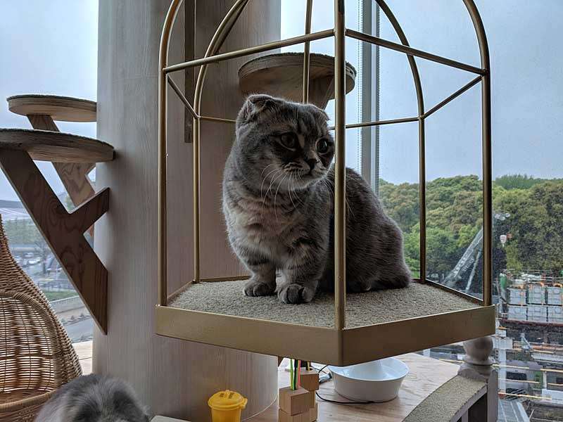 Gato Munchkin 6 Munchkin en casa árbol