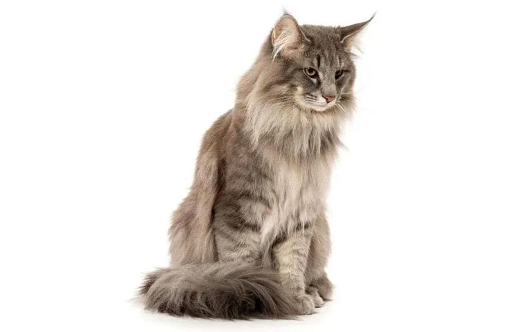 Gato enfermo