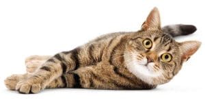 Cuidar a un gato enfermo