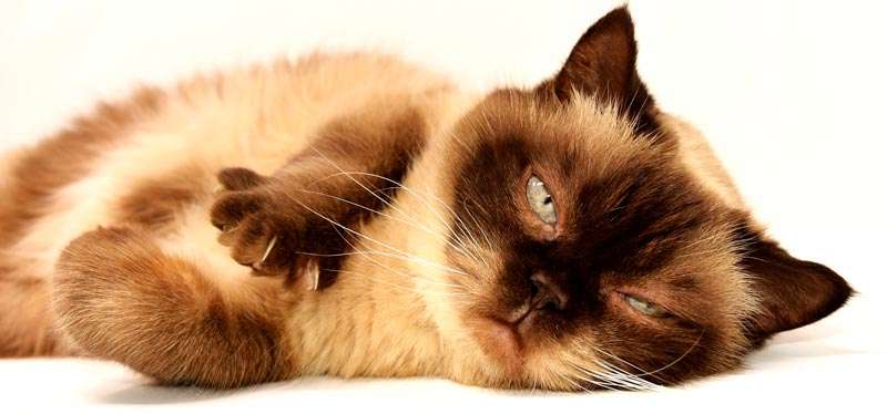 Gato enfermo: Causas más comunes y cómo cuidarlo 5 Gato enfermo recostado