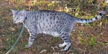 Gato Mau Egipcio Plateado