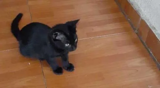 Gatito Salem