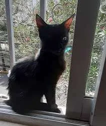 Gatito salem