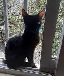 Historias de Gatos: Cherita y Salem 3 Gatito salem