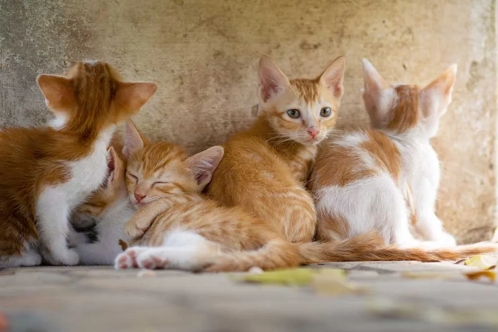 Pequeños gatos