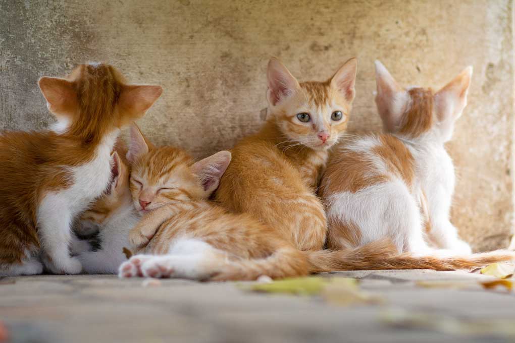 Razas de Gatos 13 Pequeños gatos