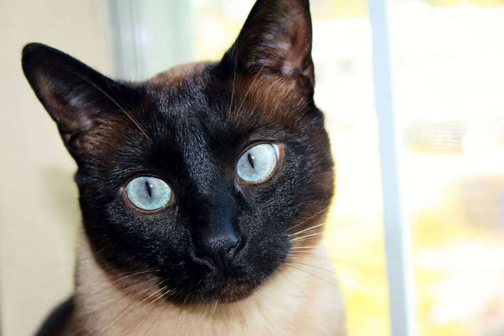 Gato Siamés 3 Cara gato siamés