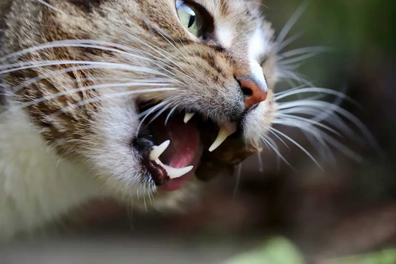 Gato a punto de ocmer