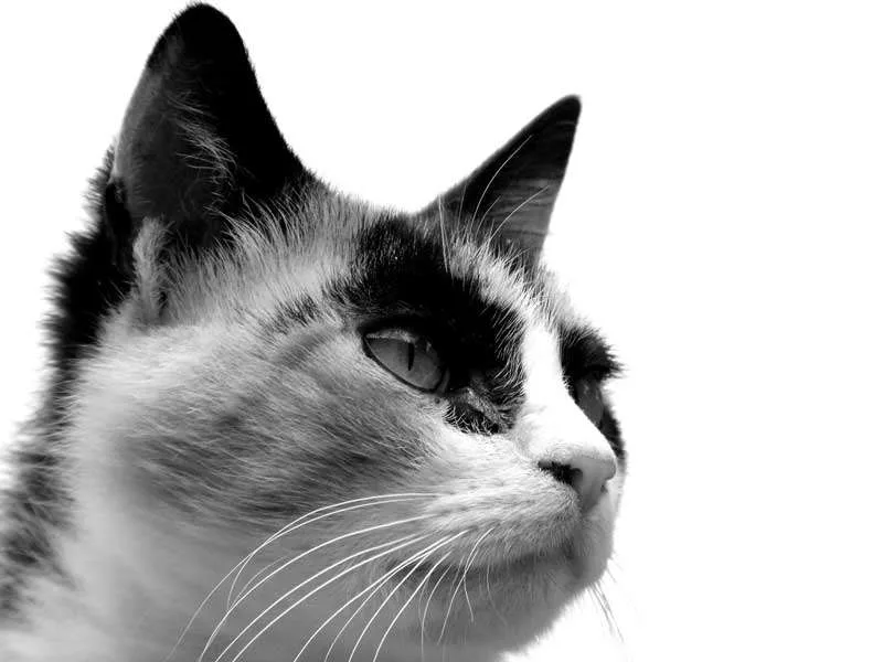 Gato adulto, blanco y negro