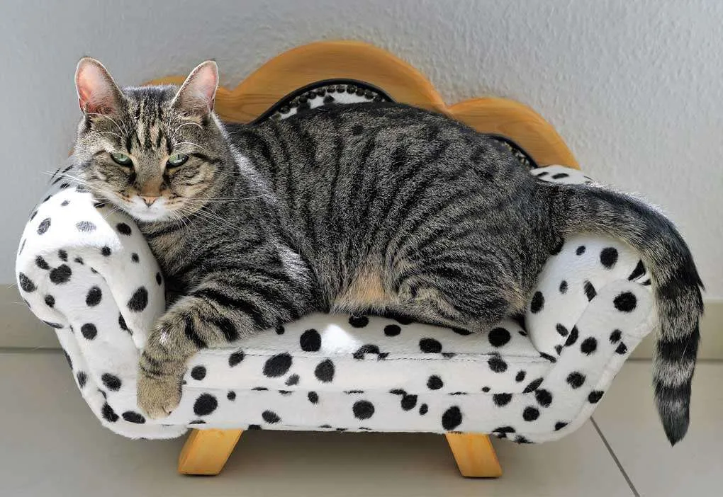 Gato adulto en el sofá