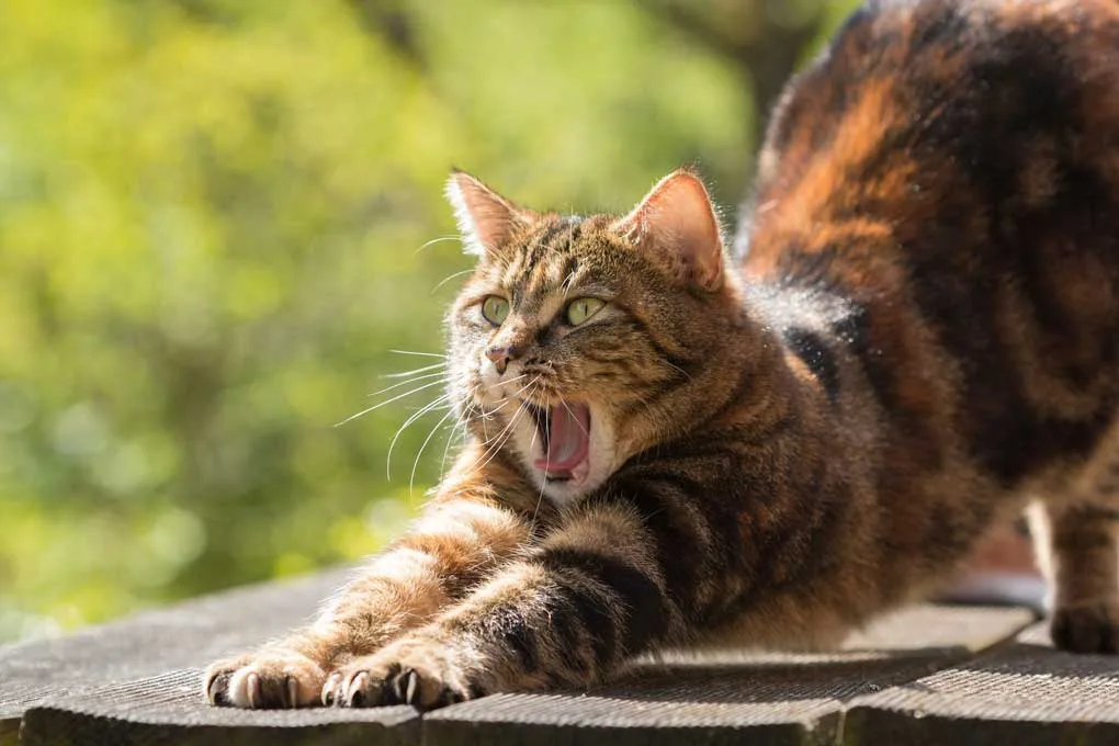 Gato estirándose