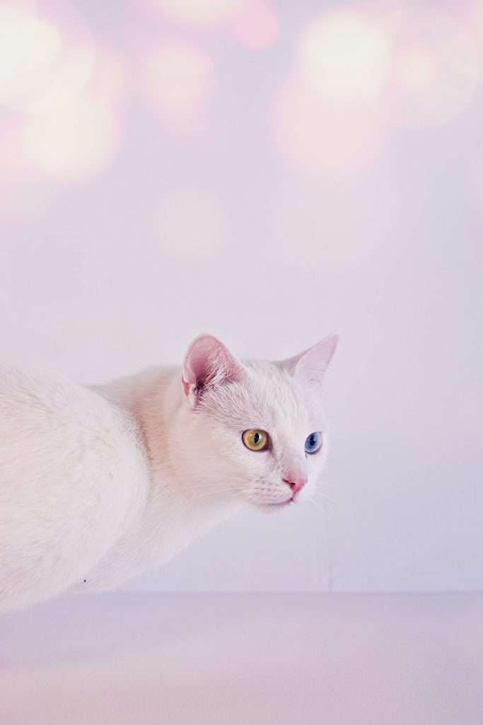 Gato Angora, ojos bicolor