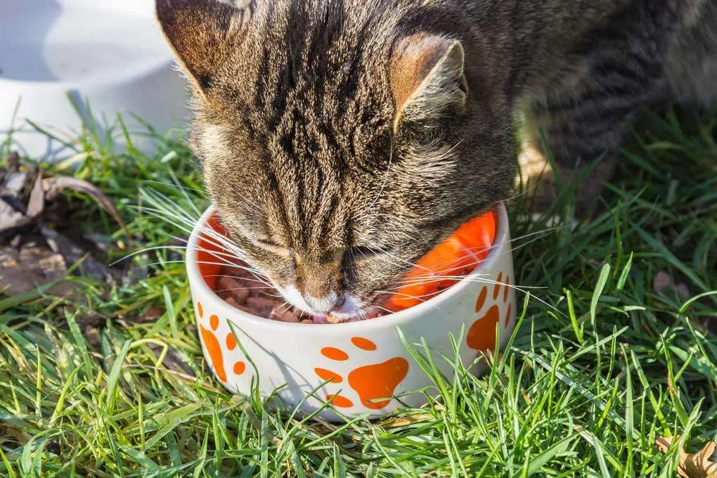 Gato comiendo croquetas