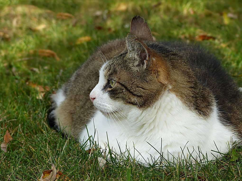 Gato con sobrepeso