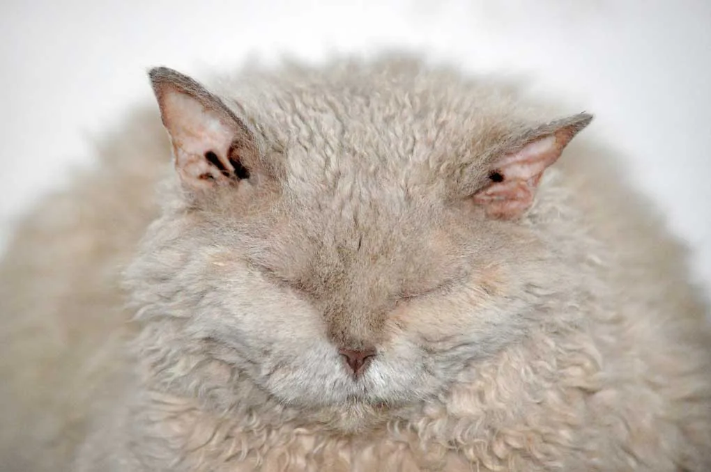 Gato con sobrepeso, muy gordo