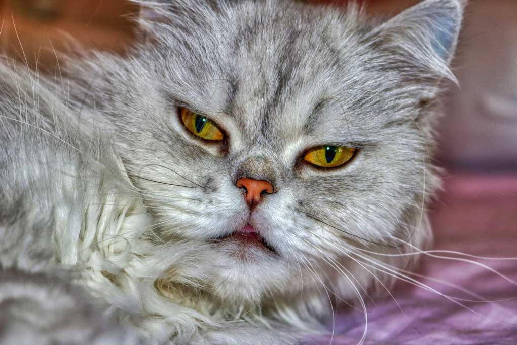 Cara de Gato persa
