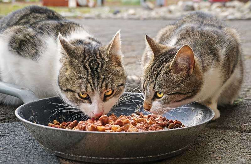 Gatos comiendo alimento húmedo 