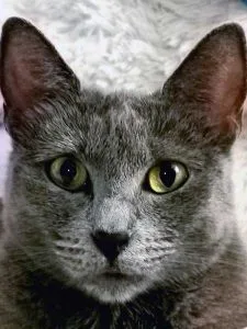 Zelda, gatita rescatada