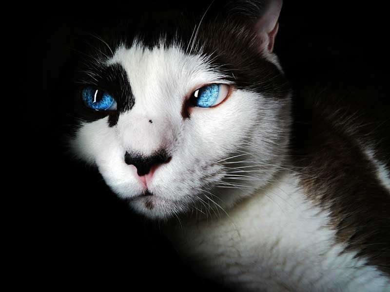 Mi Hermoso Gato 8 Gato blanco y negro, ojos azules