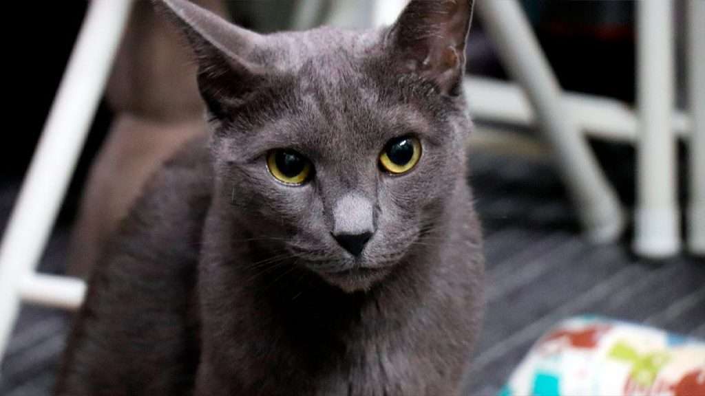 Hermoso gatito Azul Ruso