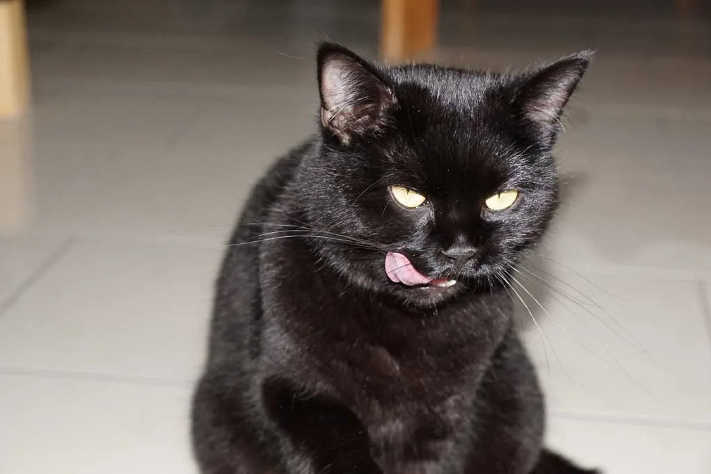 Gato a punto de comer