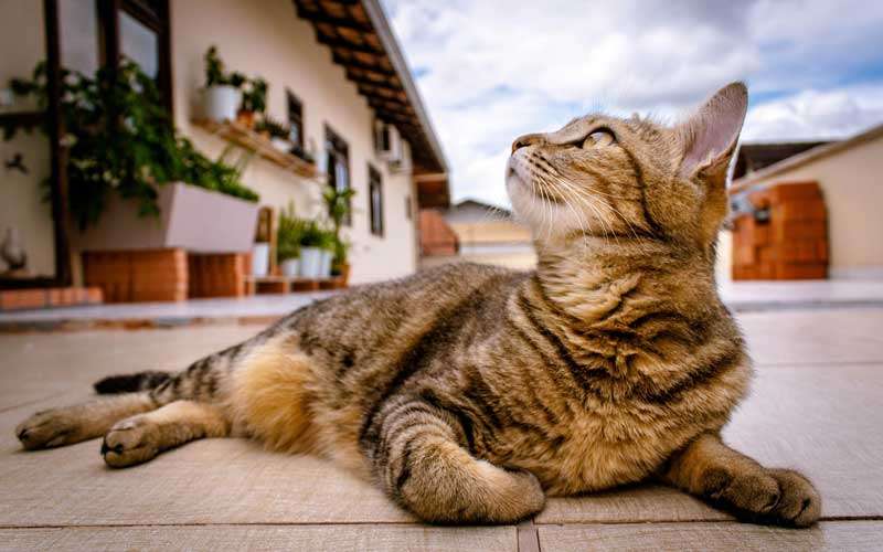 Mi Hermoso Gato 13 Hermoso gato observando