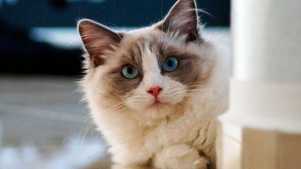 Razas de Gatos 12 Gato Ragdoll