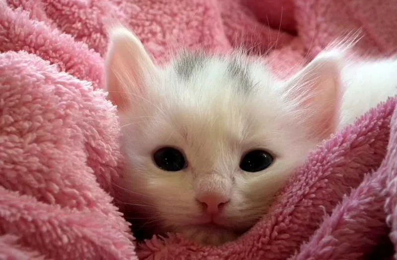 Gatito Bebé