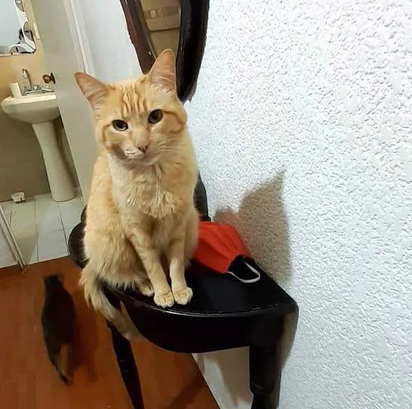 Gata chelita