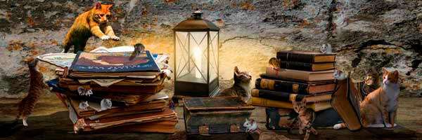 Historias 1 Historias de gatitos fantásticos