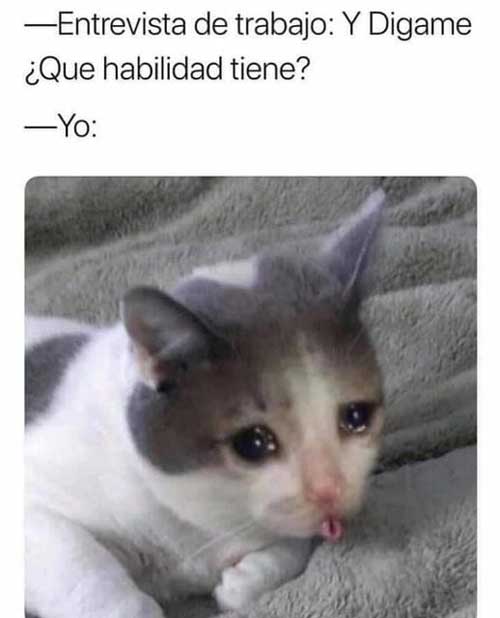Mi Hermoso Gato 14 Meme, dígame ¿Qué habilidad tiene? gato