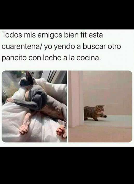 Mi Hermoso Gato 17 Meme, pancito gato