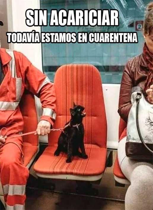 Mi Hermoso Gato 15 Meme, gato, sin acariciar