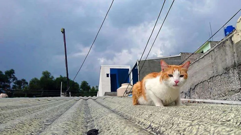 El original hermoso gato